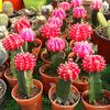 yonghang78_rjni