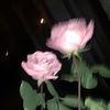 rafef086