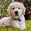 balooelguapo