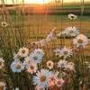 tom.nguyen2901