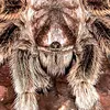 leahlikesspiders