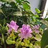 deepathapa159