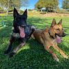 nala_koda_malinois