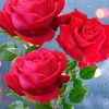 premshrestha304