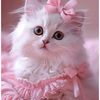 najma_807