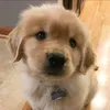putototot