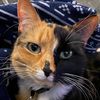 bunycatt