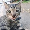 ciyaomeng
