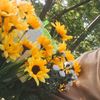 __convallaria