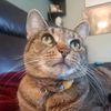 meowmaster3000