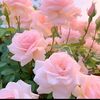 saleemkha4798