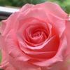 arham.rana837