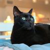 heemangtheblackcat