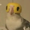 verunaqq