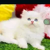 amirkhan07000