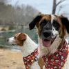 dobby_dogmestic