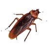 glitchingroach