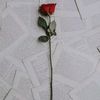 ashraf01984