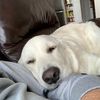 ourdoggyskye