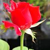 adzra_01