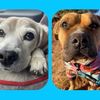 abeagleandherpitbulls