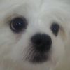 sam.11_20.4