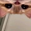 azrladf_