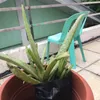 childernofgod_aloe