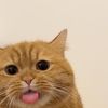 simorksays
