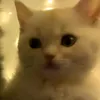 szldee