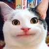 cuccutemoi