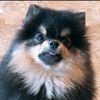 yeontan20