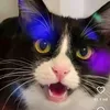 aseraid
