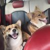 tobbymolly_thecorgi