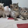 kittanlovers