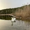 alev_beril