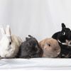 Holly, Herbie, Rosemary & Fern