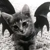 kyxrekn