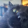 advicenotaskedfor