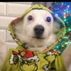 gizmomozzie