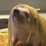 civilgosling286