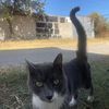 gaudebr