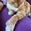 catinlap