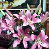 nguyenphuong09385