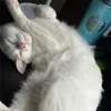 pnjdnglnggg