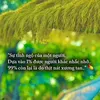 hoang_khang_9999