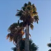 pingvinosa
