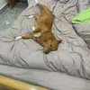 chubachupzzz