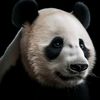 pandamerahgembul