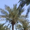 al.baloushi7